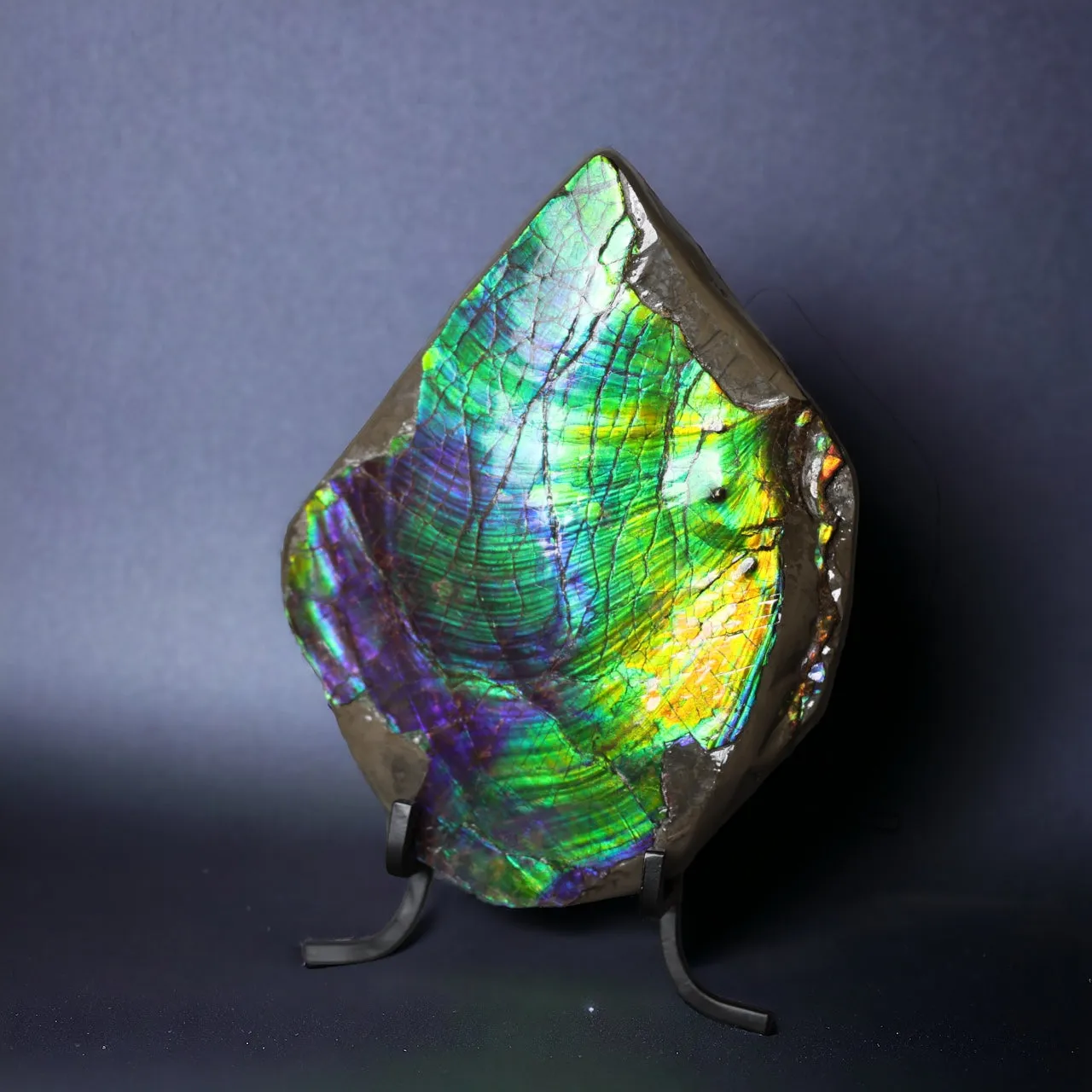 Ammolite Piece with Vibrant Blue - 9.5”